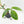 Philodendron tripartitum variegated (wk15-UK)