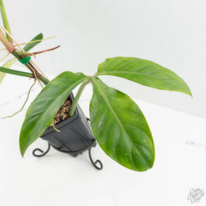 Philodendron tripartitum variegated (wk15-UK)