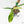 Philodendron tripartitum variegated (wk15-UK)