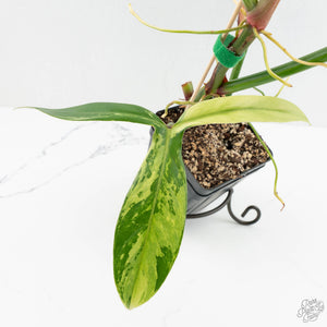 Philodendron tripartitum variegated (wk15-UK)
