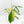 Philodendron tripartitum variegated (wk15-UK)