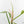 Philodendron tripartitum variegated (wk15-UK)