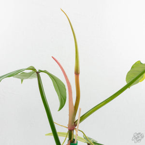Philodendron tripartitum variegated (wk15-UK)