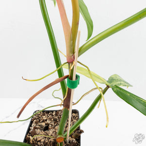 Philodendron tripartitum variegated (wk15-UK)