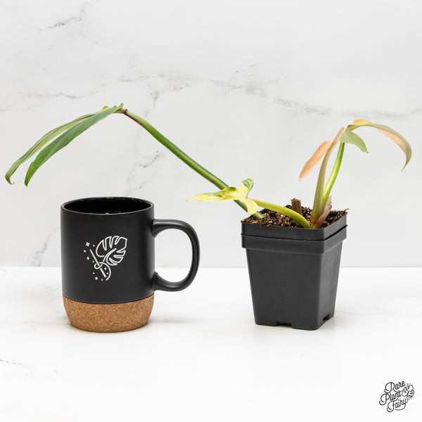 Philodendron Tripartitum Variegated (wk3-UK)