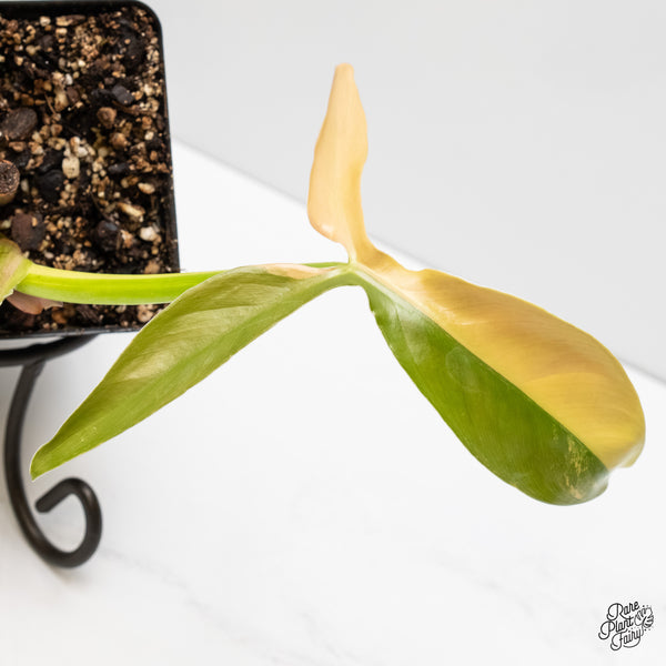 Philodendron Tripartitum Variegated (wk3-UK)