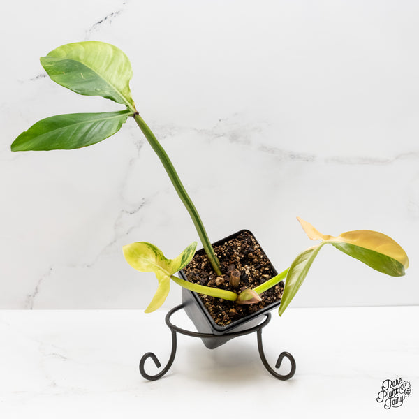 Philodendron Tripartitum Variegated (wk3-UK)