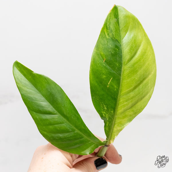 Philodendron Tripartitum Variegated (wk3-UK)