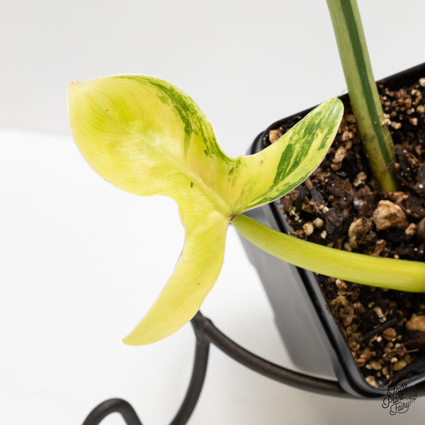 Philodendron Tripartitum Variegated (wk3-UK)