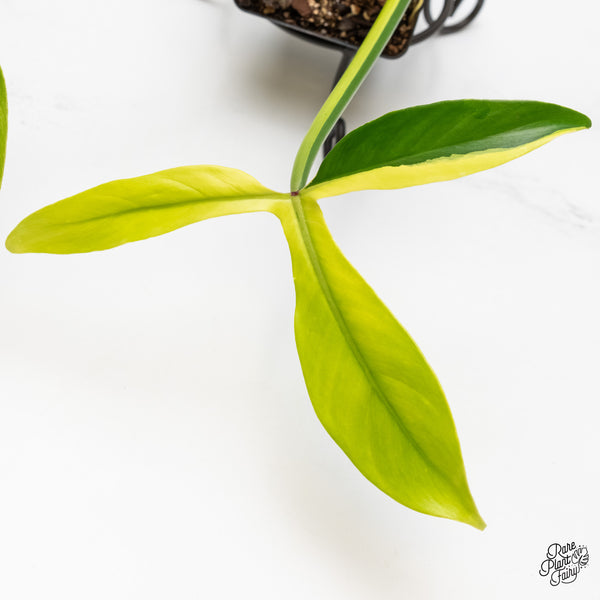 Philodendron Tripartitum Variegated (wk5-UJ)