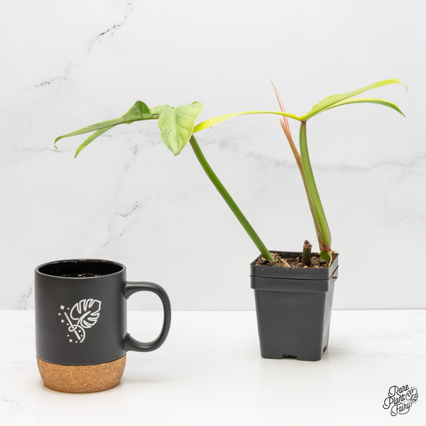 Philodendron Tripartitum Variegated (wk5-UJ)