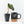 Philodendron Verrucosum 'Amazon Sunset' (wk20-B)