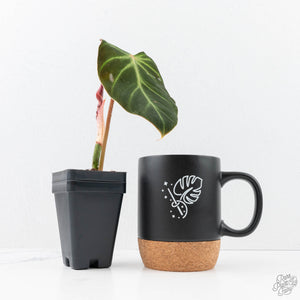 Philodendron Verrucosum 'Amazon Sunset' (wk20-B)