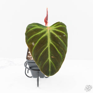 Philodendron Verrucosum 'Amazon Sunset' (wk20-B)