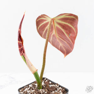 Philodendron Verrucosum 'Amazon Sunset' (wk20-B)