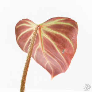 Philodendron Verrucosum 'Amazon Sunset' (wk20-B)