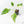 Philodendron warszewiczii albo variegated (wk29-UC)
