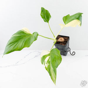 Philodendron warszewiczii albo variegated (wk29-UC)