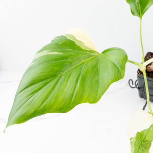 Philodendron warszewiczii albo variegated (wk29-UC)