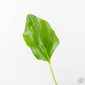 Philodendron warszewiczii albo variegated (wk29-UC)