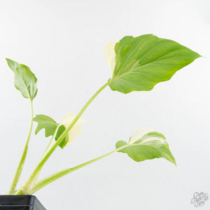Philodendron warszewiczii albo variegated (wk29-UC)