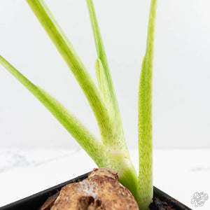 Philodendron warszewiczii albo variegated (wk29-UC)