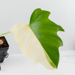 Philodendron warszewiczii albo variegated (wk36-U55)