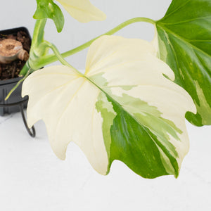 Philodendron warszewiczii albo variegated (wk36-U55)