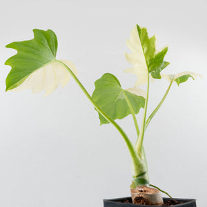 Philodendron warszewiczii albo variegated (wk36-U55)