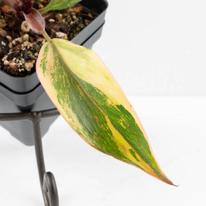 Philodendron Erubescens 'White Knight Aurea' (wk32-G)