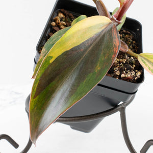 Philodendron Erubescens 'White Knight Aurea' (wk32-G)