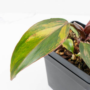 Philodendron Erubescens 'White Knight Aurea' (wk32-G)