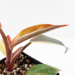 Philodendron Erubescens 'White Knight Aurea' (wk32-G)