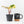 Philodendron Erubescens 'White Knight Aurea' (wk29-G)
