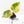 Philodendron Erubescens 'White Knight Aurea' (wk29-G)