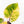 Philodendron Erubescens 'White Knight Aurea' (wk29-G)