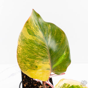 Philodendron Erubescens 'White Knight Aurea' (wk29-G)