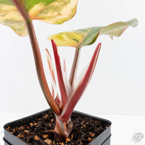 Philodendron Erubescens 'White Knight Aurea' (wk29-G)