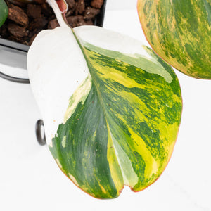 Philodendron Erubescens 'White Knight Aurea' (wk31-M)