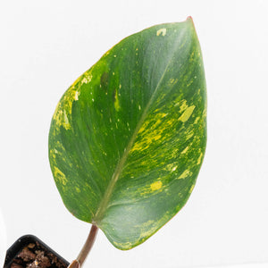 Philodendron Erubescens 'White Knight Aurea' (wk31-M)
