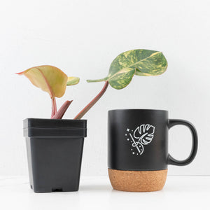 Philodendron Erubescens 'White Knight Aurea' (wk33-L17)