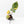 Philodendron Erubescens 'White Knight Aurea' (wk33-L17)