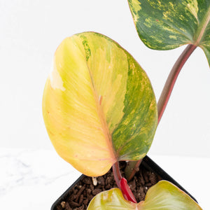 Philodendron Erubescens 'White Knight Aurea' (wk33-L17)