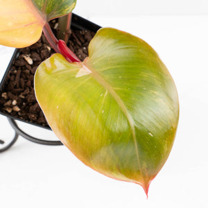 Philodendron Erubescens 'White Knight Aurea' (wk33-L17)