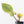 Philodendron Erubescens 'White Knight Aurea' (wk33-L17)