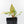Philodendron Erubescens 'White Knight Aurea' (wk34-L41)