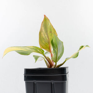 Philodendron Erubescens 'White Knight Aurea' (wk34-L41)