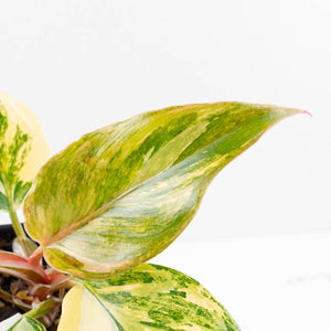 Philodendron Erubescens 'White Knight Aurea' (wk34-L41)