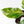 Philodendron Erubescens 'White Knight Aurea' (wk34-L41)