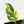 Philodendron Erubescens 'White Knight Aurea' (wk34-L41)